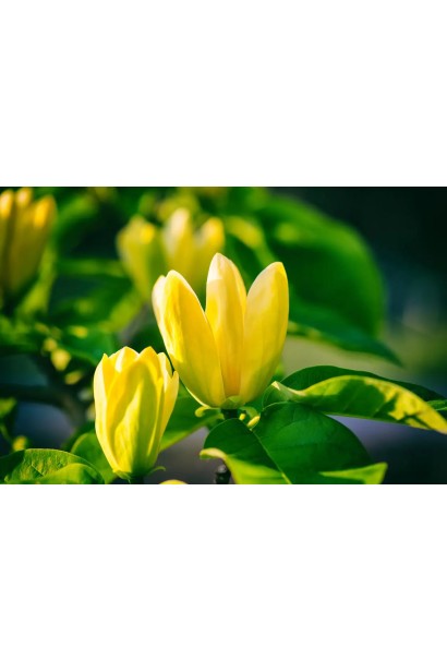 Магнолія гібридна Дафні келихоподібні жовті квіти